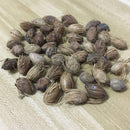 Egrow 5Pcs/Pack Indoor Palm Tree Seeds Chrysalidocarpus Lutescens Areca Plants Bonsai Home Decor Air Plants