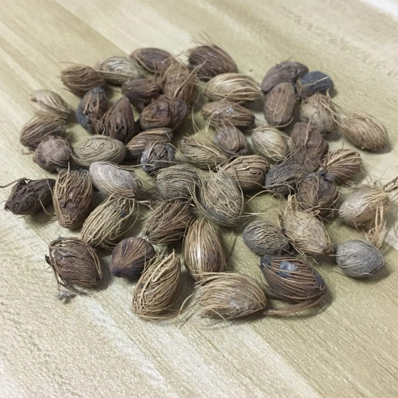 Egrow 5Pcs/Pack Indoor Palm Tree Seeds Chrysalidocarpus Lutescens Areca Plants Bonsai Home Decor Air Plants