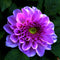20Pcs Da hlia Flower Seeds Colorful Plant Da hlia pinnata Cav Bonsai for DIY Home Garden