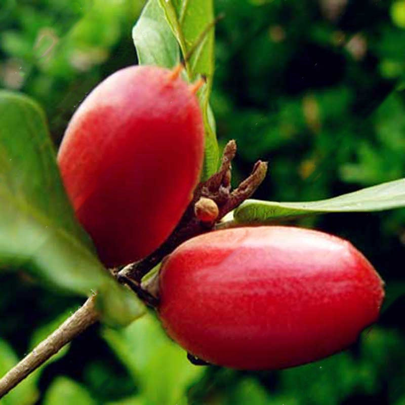 Egrow 20pcs/Bag Synsepalum Seeds Synsepalum Dulcificum Miracle Fruit Seeds Bonsai Fruit Seeds