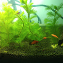 Egrow 1000Pcs/Bag Aquarium Plants Seeds Artificial Aquarium Plant Decoration Fish Tank Submersible