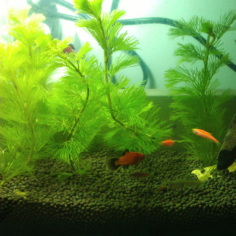 Egrow 1000Pcs/Bag Aquarium Plants Seeds Artificial Aquarium Plant Decoration Fish Tank Submersible