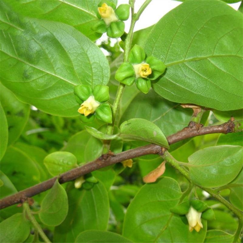 Egrow 60 Pcs/Pack Camphor Seeds Camphor Tree Semente Plant Cinnamomum Camphora For Chinese Camphor Tree