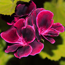 Egrow 100 Pcs/Pack Univalve Geranium Seeds Perennial Flower Pelargonium Seeds for Indoor Room