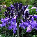 Egrow 100 Pcs/Pack Agapanthus Seeds Agapanthus Africanus Bonsai Home Garden Flower Drought Tolerant