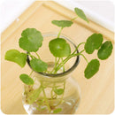 Mrosaa 14.5*7.3*5.5cm Transparent Glass Vase Flower Plant Vases Home Garden Office Decorations