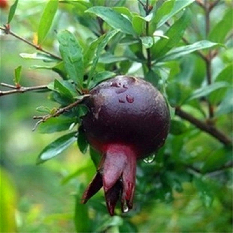 Egrow 30Pcs/Pack Black Pomegranate Seeds Home Garden Delicious Fruit Tree Bonsai Seeds