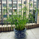 Egrow 50 Pcs/Pack Cyperus Seeds Cyperus Alternifolius Bonsai Water Aquatic Pltion Bonsai Home Beauty Hydroponics Plant Bonsai