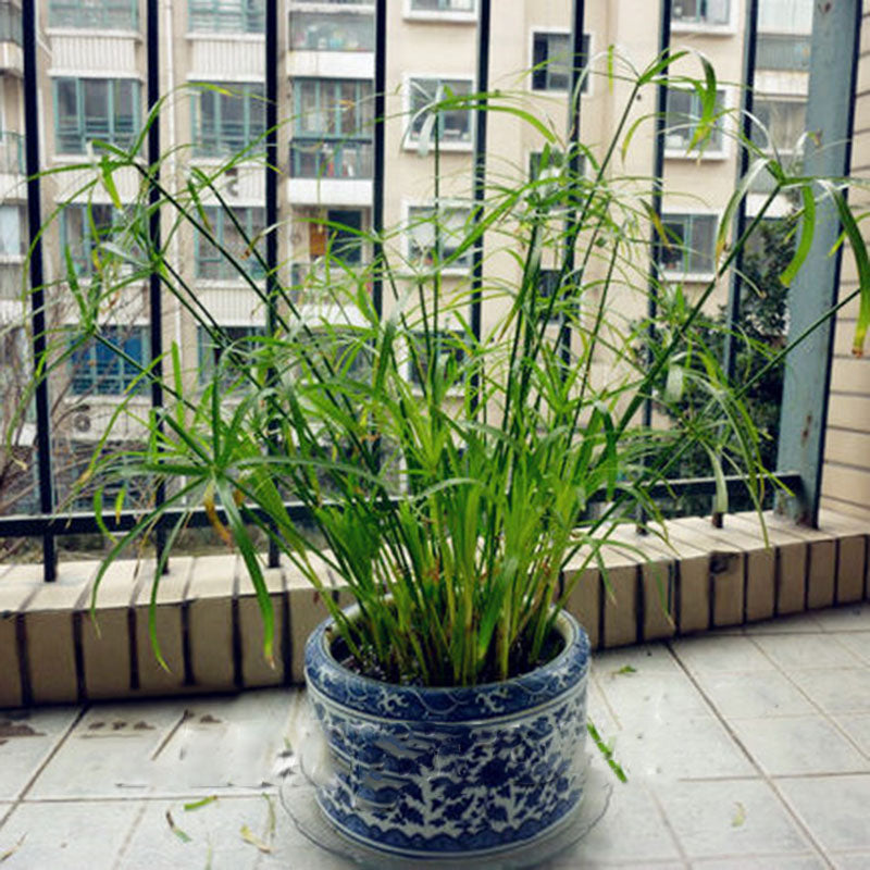 Egrow 50 Pcs/Pack Cyperus Seeds Cyperus Alternifolius Bonsai Water Aquatic Pltion Bonsai Home Beauty Hydroponics Plant Bonsai