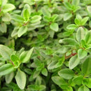 Egrow 200Pcs/Pack Thyme Seeds Green Lemon Thyme Grass Bonsai Herb Garden Plant Vegetable Bonsais Thymus Citriodorus Mosquito Repelling Creeping