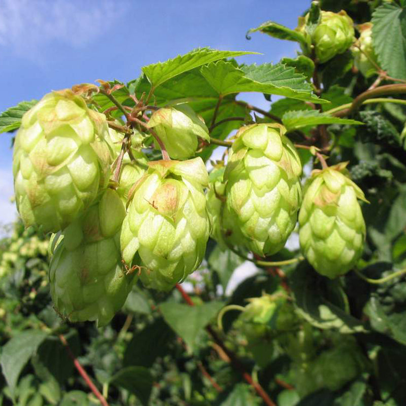 Egrow 100Pc/sPack Hops Seeds Humulus Lupulus Brewing Beer Plant Tea Herb Brew German Magnum