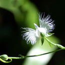 Egrow 200pcs Japanese Egret Flowers Seeds White Egret Orchid Seeds Radiata Rare White Orchid