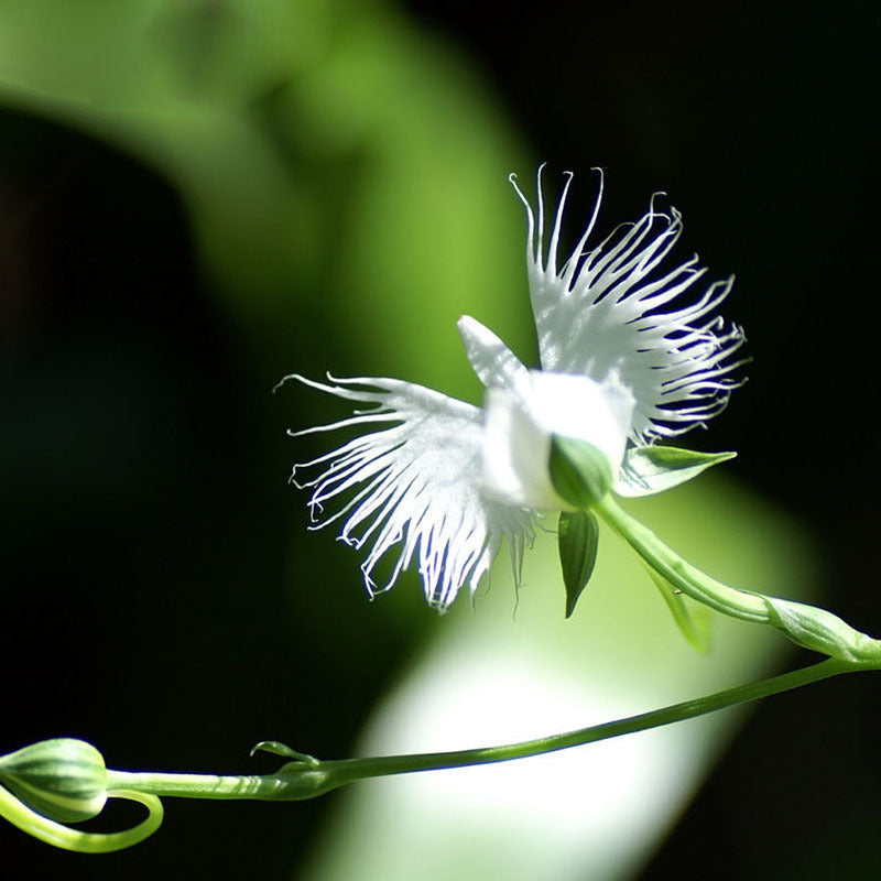 Egrow 200pcs Japanese Egret Flowers Seeds White Egret Orchid Seeds Radiata Rare White Orchid