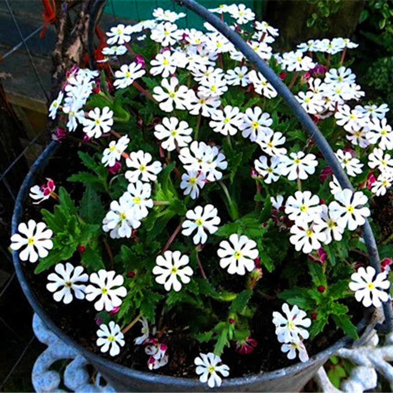 Egrow 100 Pcs/Pack Phlox Seeds Night Blooming Phlox Bonsai Plants Home Gardening Flower Pots Balcony Flower Seeds