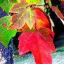 Egrow 20Pcs/Bag Red Maple Seeds Mini Beautiful Japanese Red Maple Bonsai Seeds DIY Bonsai Seeds