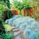 100Pcs Blue Fescue Grass Seeds Perennial Hardy Ornamental Grass Home Garden