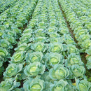 Egrow 100Pcs/Pack Giant Cabbage Seeds Organic Vitamin Vegetables Seeds Courtyard Plants
