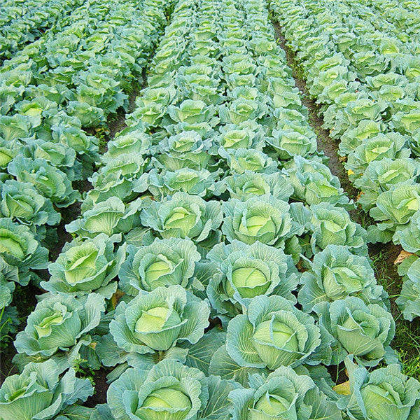 Egrow 100Pcs/Pack Giant Cabbage Seeds Organic Vitamin Vegetables Seeds Courtyard Plants