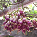 Egrow 16 Pcs/Pack Mucuna Birdwoodiana Tree Seeds Flower Seeds Home Garden Decoration
