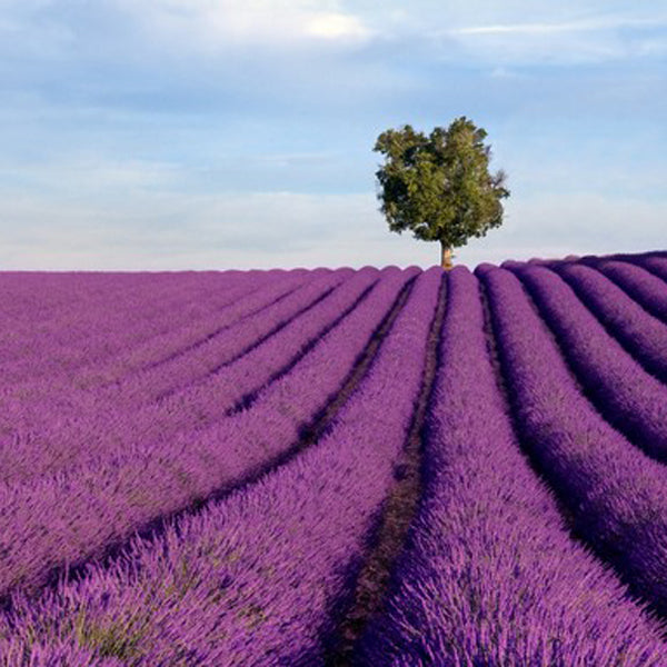Egrow 200Pcs Provence Lavender Seeds Fragrant Organic Flower Seeds Home Garden Bonsai Plant