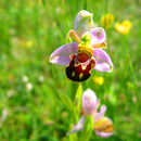 Egrow 100Pcs/Pack Orchid Flower Seeds Garden Balcony Plants Bee Smile Face Flower Seeds