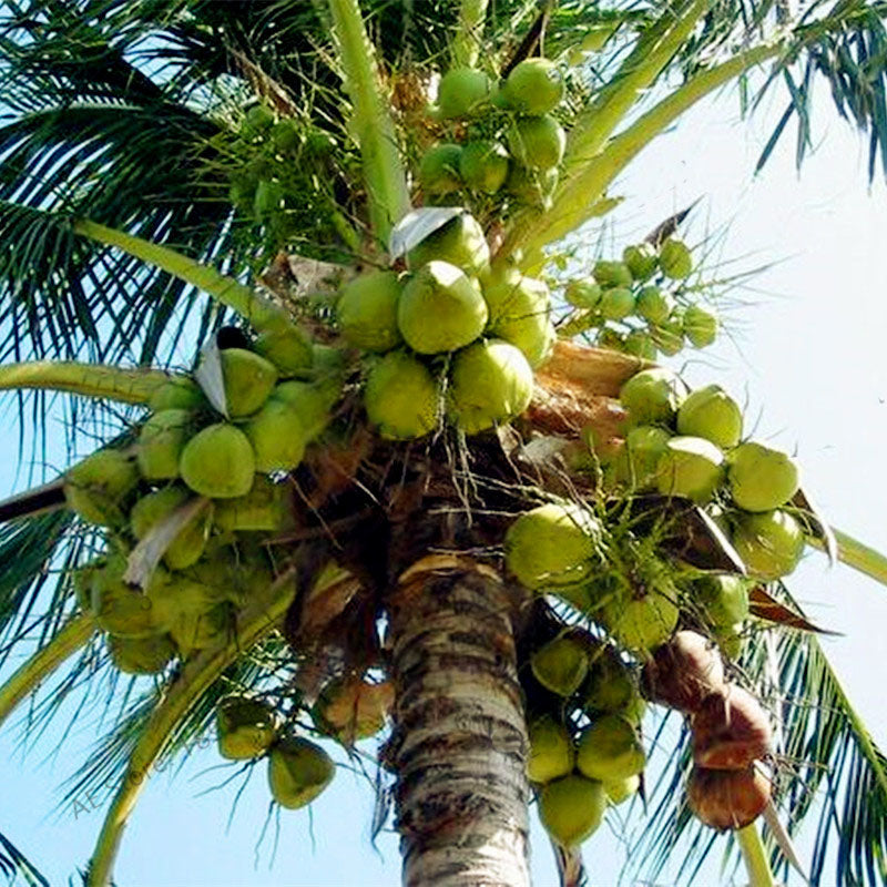 Egrow 10Pcs/Bag Coconut Tree Seeds Perennial Bonsai Juicy Fruit Plants for Home and Garden Planting
