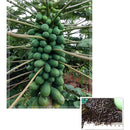 Egrow 15Pcs/Pack Carica Papaya Seeds Organic Edible Fruit Sweet Papaya Bonsai Outdoor Tree Seed