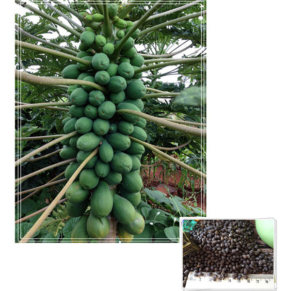 Egrow 15Pcs/Pack Carica Papaya Seeds Organic Edible Fruit Sweet Papaya Bonsai Outdoor Tree Seed