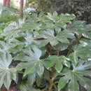 Egrow 50Pcs/Pack Fatsia Seeds Ornamental Plant Fatsia Japonica Bonsai lant Shrub Tree Ba Jiao Jin Pan