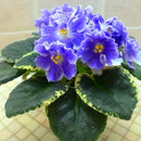 Egrow 100Pcs/Bag Violet Seeds Colorful Mini Seeds Garden Plant Perennial Herb Matthiola Incana Seeds