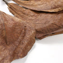 10Pcs Aquarium Natural Terminalia Leaves Reduce Ph Improve Water Quality Water Purifier
