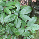 Egrow 100 Pcs/Pack Glauca Seeds Chinese Glauca Tree Cyclobalanopsis Glauca Tree For Nut