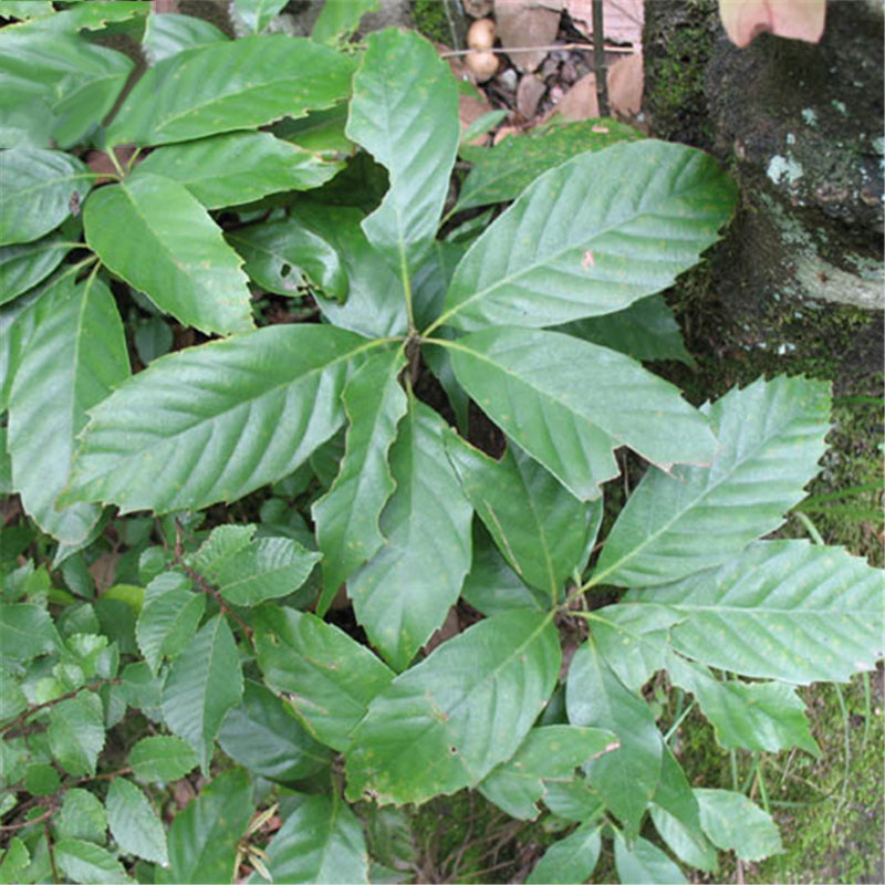 Egrow 100 Pcs/Pack Glauca Seeds Chinese Glauca Tree Cyclobalanopsis Glauca Tree For Nut