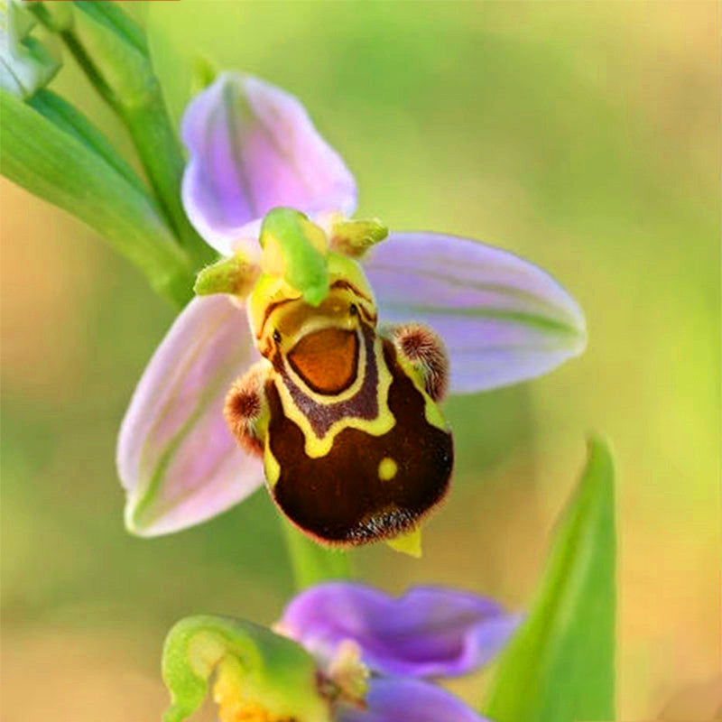 Egrow 100Pcs/Pack Orchid Flower Seeds Garden Balcony Plants Bee Smile Face Flower Seeds