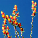 Egrow 20Pcs/Pack Cactus Seeds Cactus Rebutia Variety Flowering Color Cacti Rare Cactus Garden Office Mini Succulent Plant