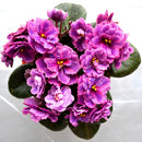 Egrow 100Pcs/Bag Violet Seeds Colorful Mini Seeds Garden Plant Perennial Herb Matthiola Incana Seeds