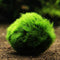 Egrow 1000 PCS Aquarium Fish Tank Grass Seeds Water Aquatic Plant Seeds Ornamental Lawn Grass