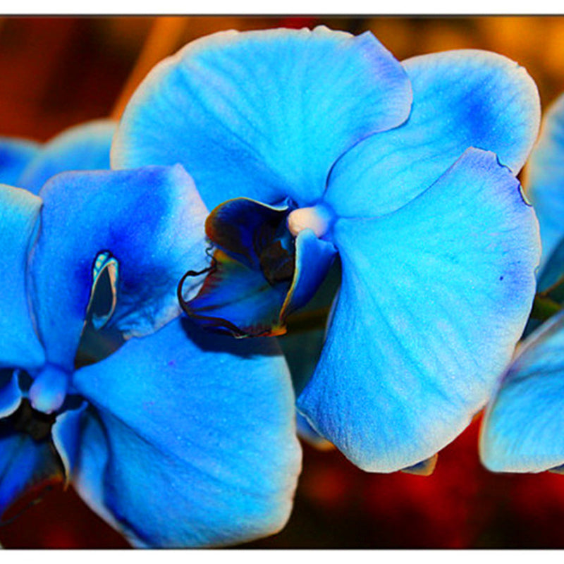 Egrow 200 PCS/Pack Rare Bonsai Flower Blue Butterfly Orchid Plant Garden Phalaenopsis Orchids Seeds