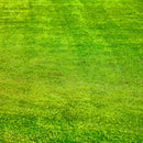 Egrow 1000 PCS/Pack Turfgrass Seeds Green Source Turfgrass Grass Plant Evergreen Lawn Plantas Flower Flores Home Garden Bonsai