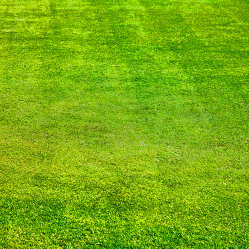 Egrow 1000 PCS/Pack Turfgrass Seeds Green Source Turfgrass Grass Plant Evergreen Lawn Plantas Flower Flores Home Garden Bonsai