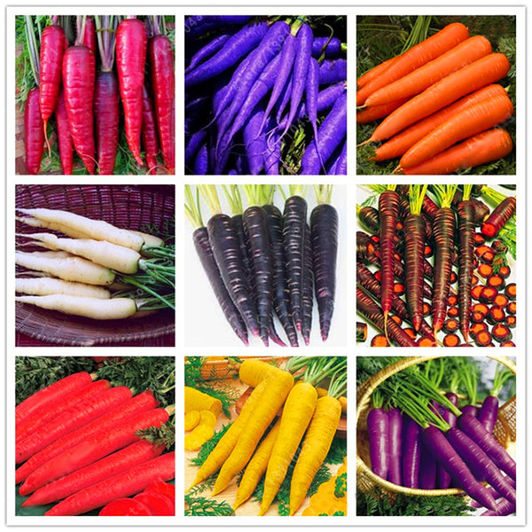 Egrow 500 Pcs/Pack Colorful Carrot Seeds Red White Purple Origanic Healthy Vegetable Plant Seed