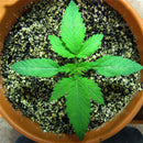 Egrow 50 Pcs/Pack Edible Grass Seeds Garden Bonsai For Home Garden Plant