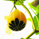 Egrow 10Pcs/Bag Pumpkin Seeds NON-GMO Edible Rare Chinese Rainbow Bulb Vegetable Fruit Bonsai Seeds