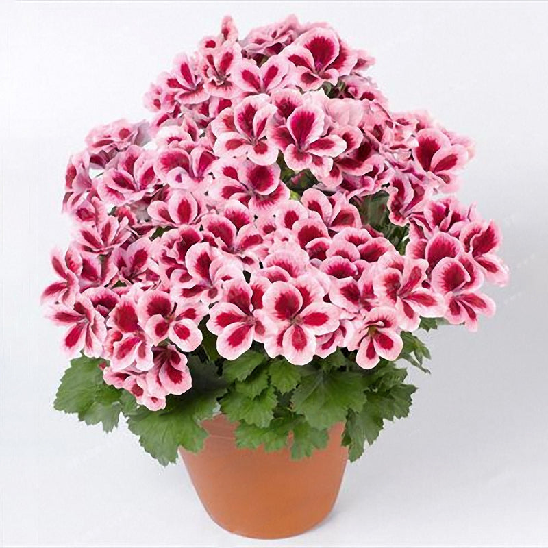 Egrow 100Pcs Geranium Seeds Variegated Geranium Flowers Winter Bonsai Garden Potted Plants