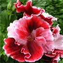 Egrow 100 PCS Geranium Seed Garden Potted Flower Seeds Pelargonium Plant Bonsai Outdoor Flower Seeds