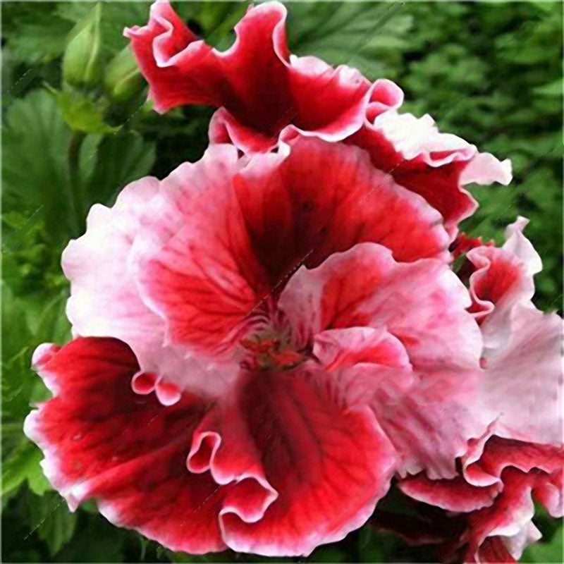 Egrow 100 PCS Geranium Seed Garden Potted Flower Seeds Pelargonium Plant Bonsai Outdoor Flower Seeds