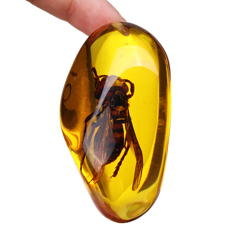 Beautiful Amber Hornet Petrifaction Insects Manual Polishing Insect Specimens Home Decorations
