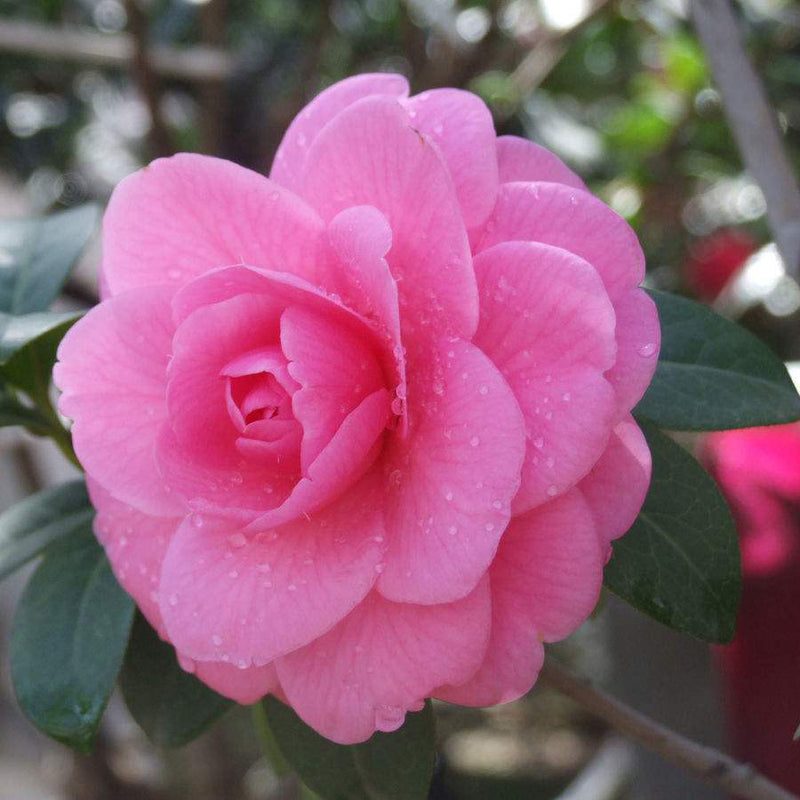 Egrow 10Pcs/Pack Camellia Flowers Seeds Potted Plants Home Garden Decorations Flower Seeds