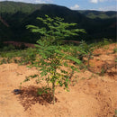 Egrow 80 Pcs/Pack Moringa Tree Seeds Moringa Tree Semente Plant Moringa Oleifera Tree