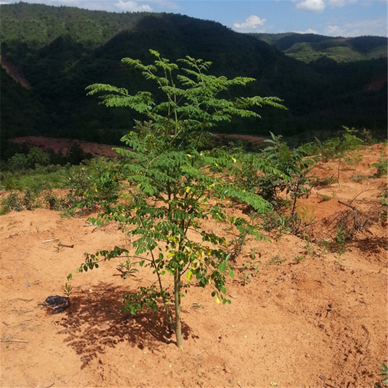 Egrow 80 Pcs/Pack Moringa Tree Seeds Moringa Tree Semente Plant Moringa Oleifera Tree
